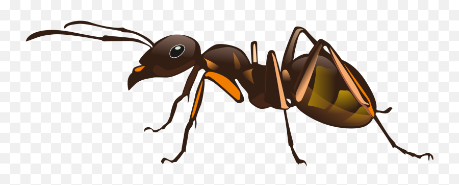 Ant Transparent Png Image - Transparent Ant,Ant Png