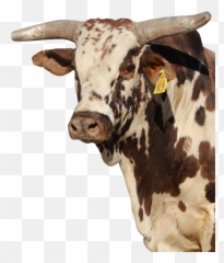 Pbr Bull Maga - Maga The Bucking Bull Png,Maga Png
