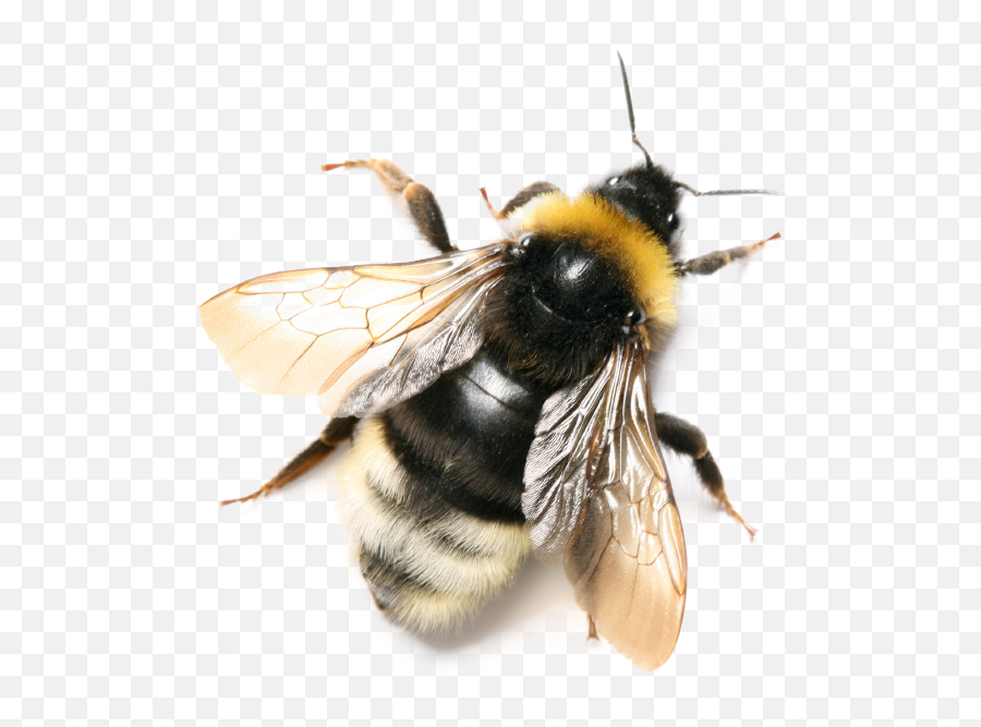 Bee Picture Png Images Download Honey - Free Honey Bee Bee Transparent Background,Bee Transparent Background