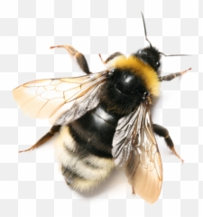 Bee Picture Png Images Download Honey - Free Honey Bee Bee Transparent Background,Bee Transparent Background
