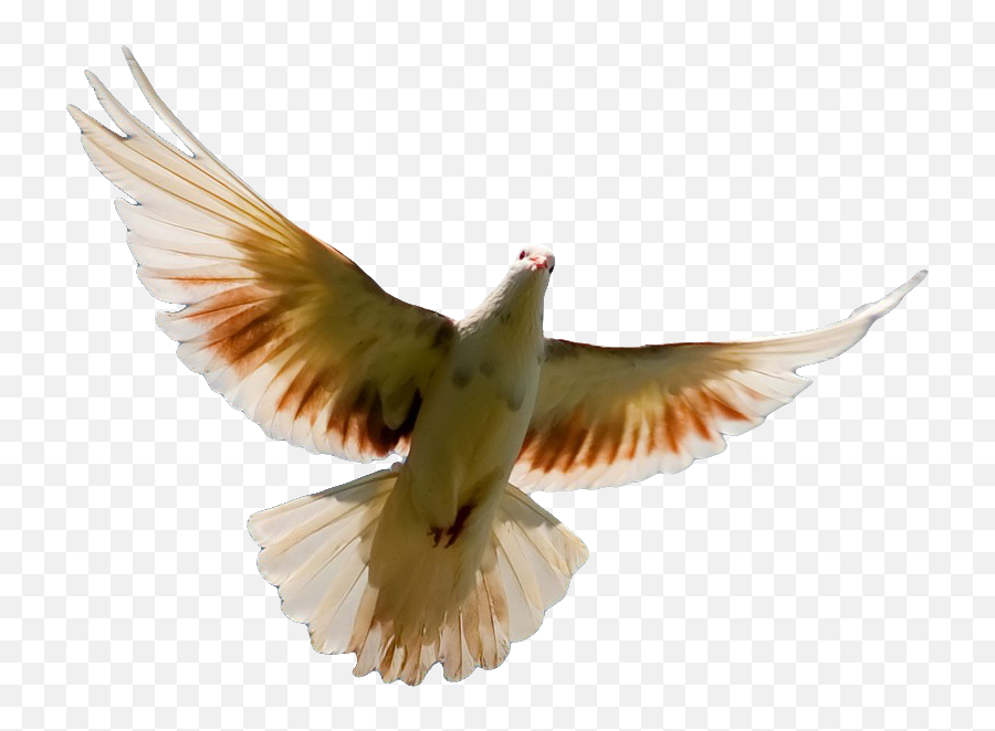 Kabutar Png - Full Hd Pigeon Png, Transparent Png , Transparent Png Image -  PNGitem