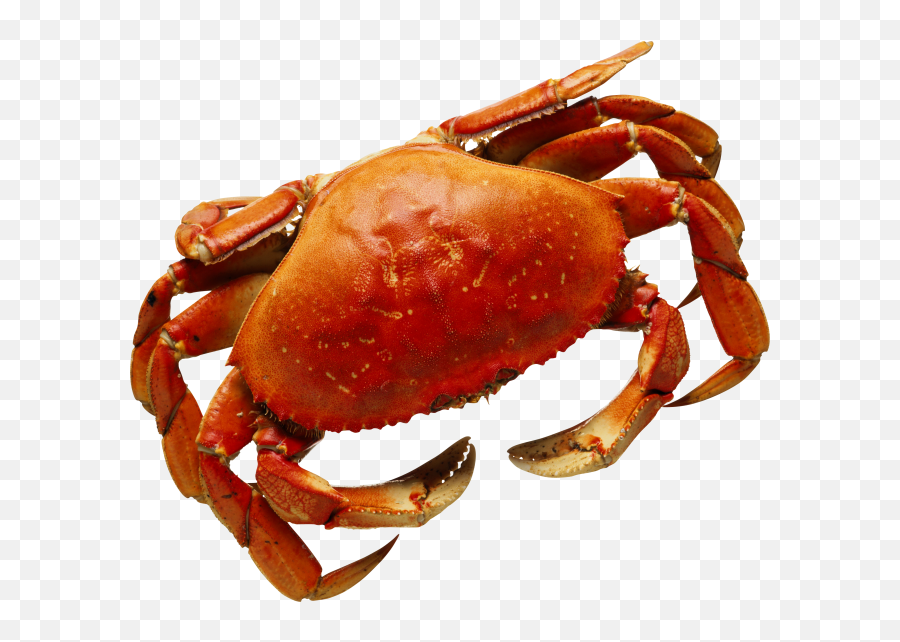 Crab Png Transparent Background Images - Seaside Crab,Crab Transparent Background