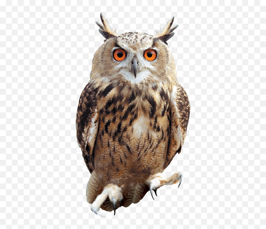 Png Owl - Owl Png,Owl Transparent