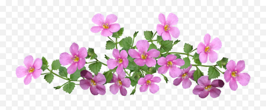 Flowers Pink Ground Cover Cut - Free Photo On Pixabay Ground Cover Clipart Png,Ground Png