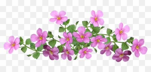 Flowers Pink Ground Cover Cut - Free photo on Pixabay Clipart png