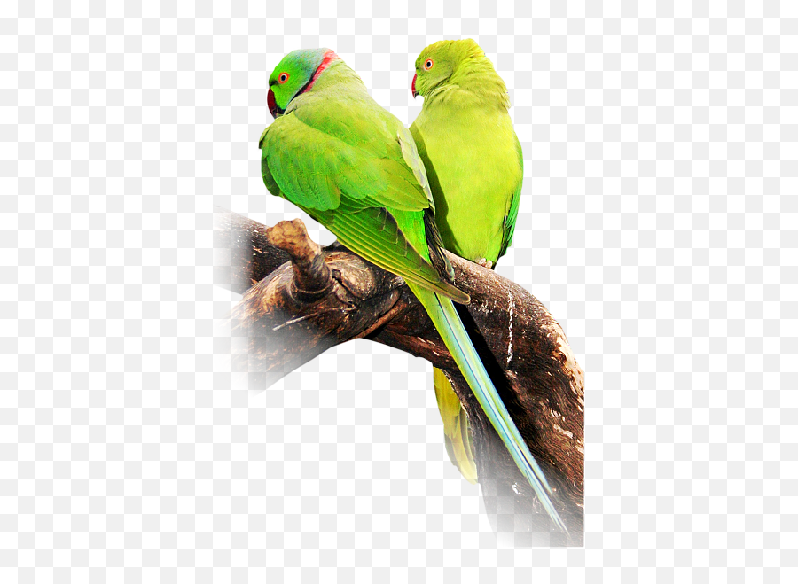 Download Hd Indian Ringneck Parakeet - Indian Ringneck Indian Ringneck Parrot Png,Parakeet Png