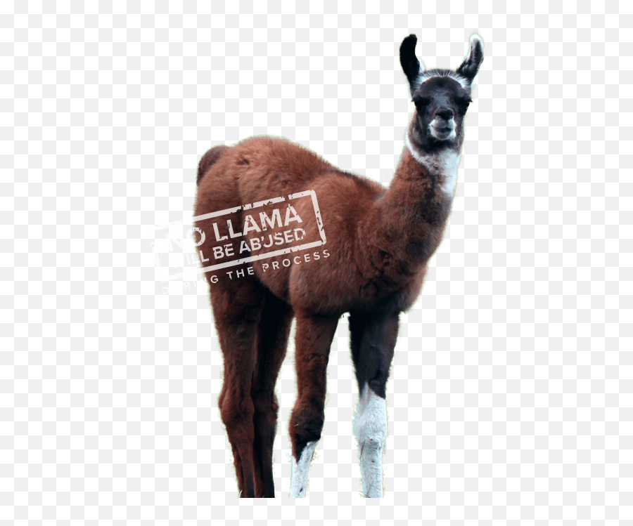 Winamp - Lamau0027s Ass Whipper Academy Llama Png,Llama Png