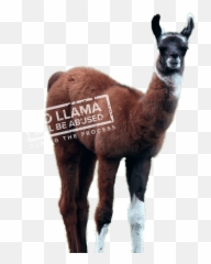 Winamp - Lamau0027s Ass Whipper Academy Llama Png,Llama Png