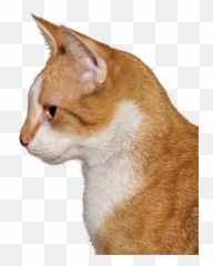 Cat Png Transparent Image Clipart - Png Pics Of A Cat,Orange Cat Png