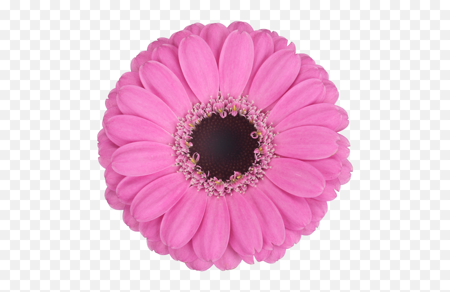 Download Mexican Pink - Barberton Daisy Png,Mexican Flowers Png