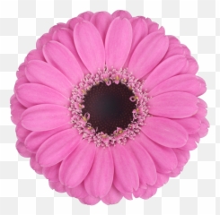 Download Mexican Pink - Barberton Daisy Png,Mexican Flowers Png