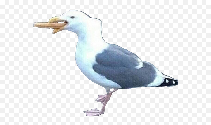Bird Seagull Hotdog Meme Memes Shitpost Freetoedit - Great Gull Png,Memes Transparent Background