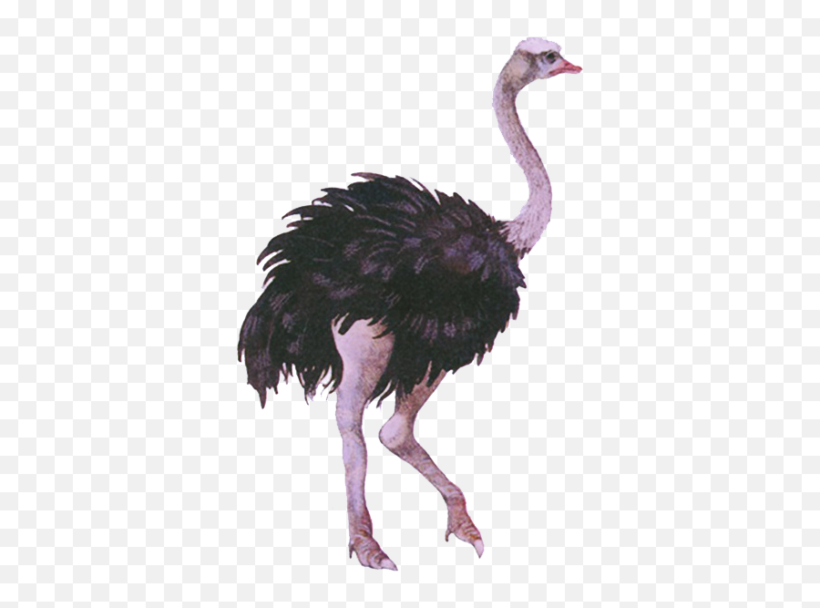 Download Emu - Emu Transparent Png,Ostrich Png
