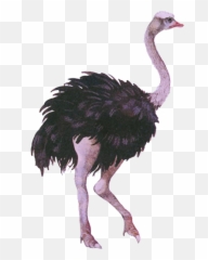 Download Emu - Emu Transparent Png,Ostrich Png