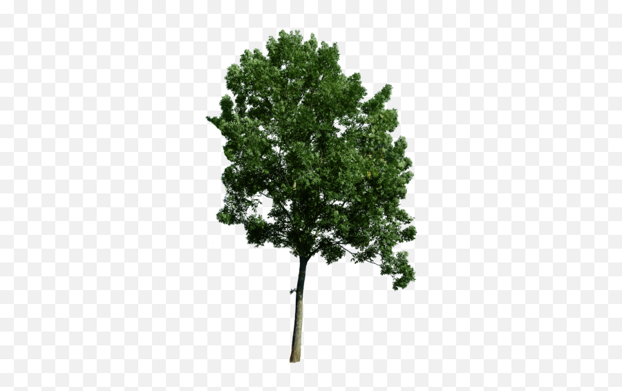 Top Tree Png Transparent Background - Freeiconspng Realistic Tree Tree Png,Tree Transparent