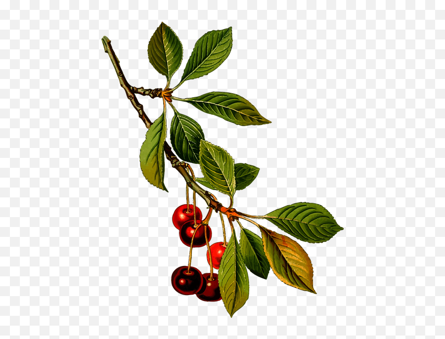Branch Cherry Deciduous - Free Vector Graphic On Pixabay Cherry Botanical Illustration Png,Small Tree Png