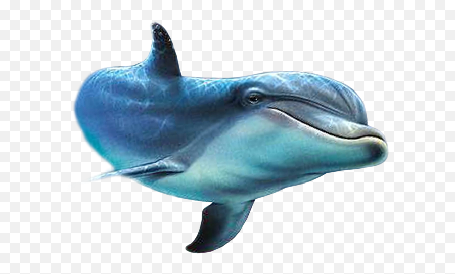 Download Free Png Dolphin - Backgroundtransparent Dlpngcom Png,Dolphin Transparent Background