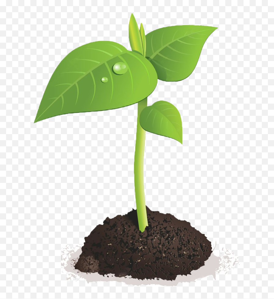 Download Sprout Club - Plant Sprout Transparent Background Png,Sprout Png