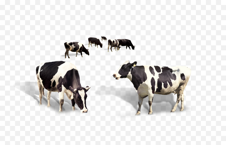 Cow Png Images - Dairy Milk High Quality,Cattle Png