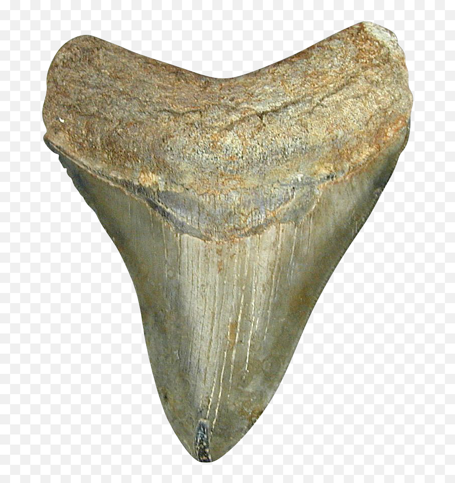 Shark Tooth - Artifact Png,Shark Teeth Png