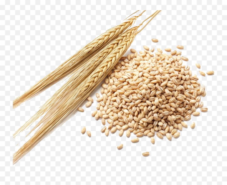 Barley Grain Png Clipart - Barely Meaning In Urdu,Grains Png