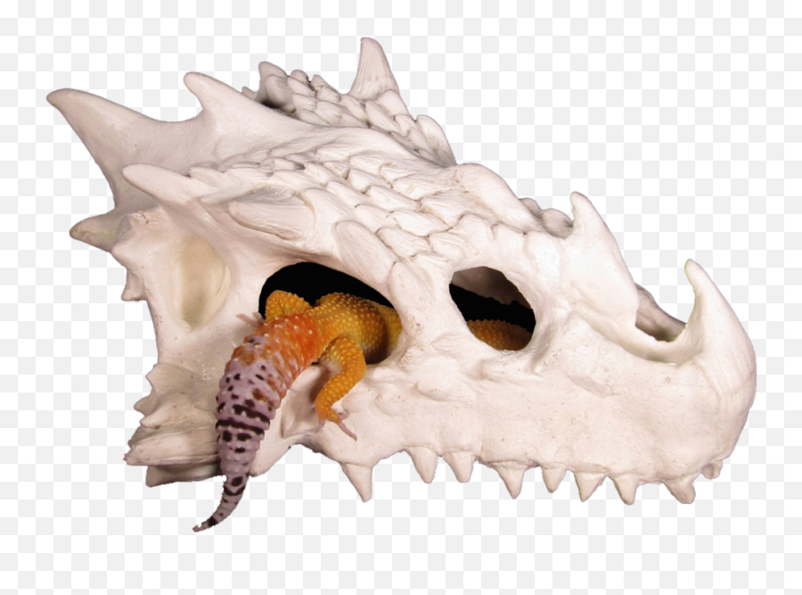 Small Dragon Skull Reptile Hide - Dragon Skull Reptile Hide Png,Leopard Gecko Png