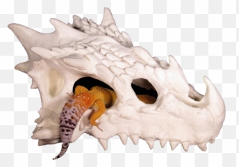 Small Dragon Skull Reptile Hide - Dragon Skull Reptile Hide Png,Leopard Gecko Png