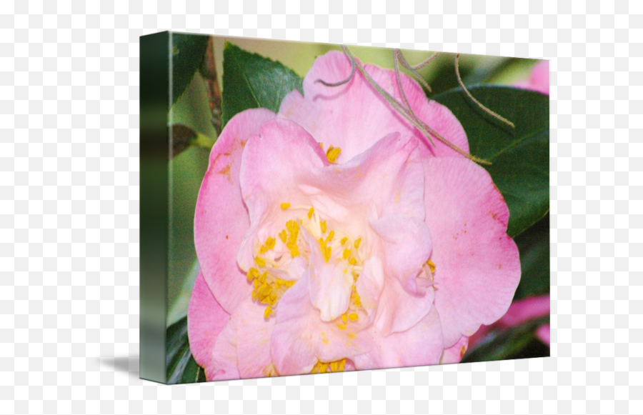 Frilly Pink Camellia Bloom With Some Spanish Moss By Donnamarie Ellington - Sasanqua Camellia Png,Spanish Moss Png