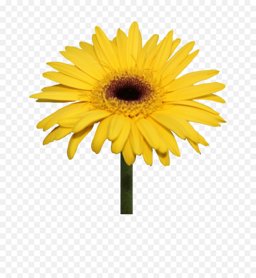 Daisy Flowers Png Transparent Background Yellow Flower