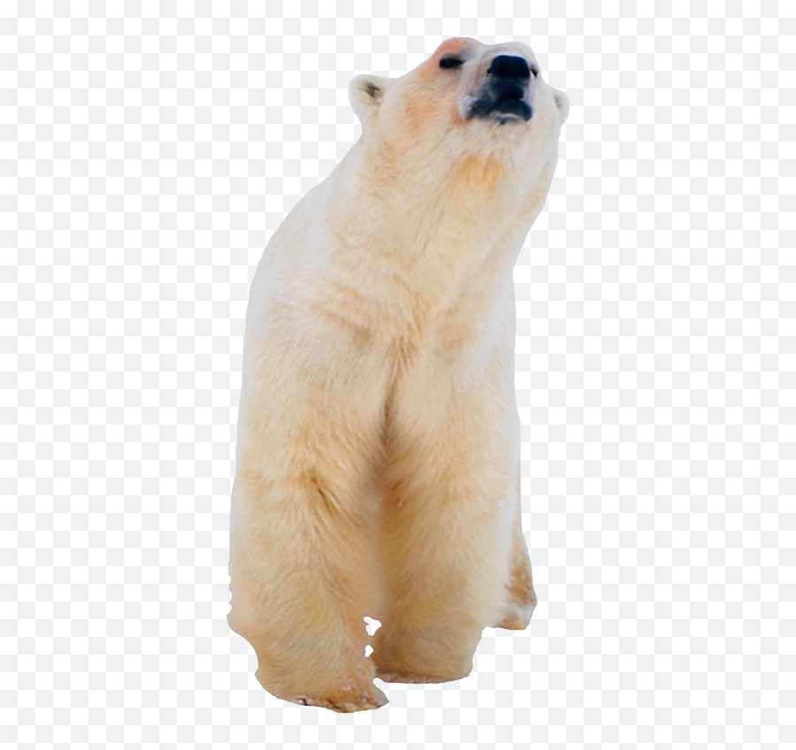 Polar White Bear Png - Polar Bear,Polar Bear Png