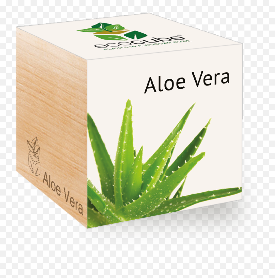 Aloe Vera - Ecocube Aloe Vera Png,Aloe Vera Plant Png
