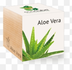 Aloe Vera - Ecocube png