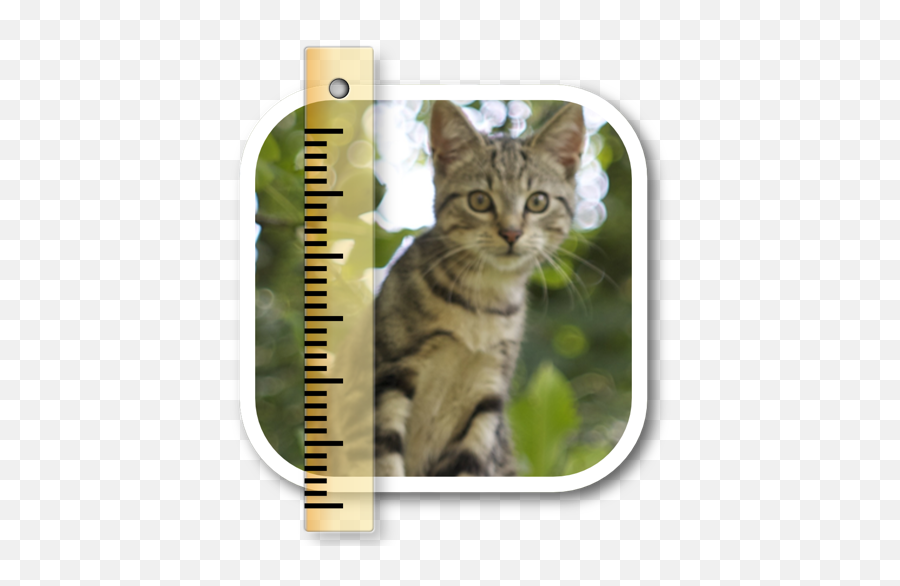 Sizemypics Dmg Cracked For Mac Free - Domestic Cat Png,Dmg Icon Before And After