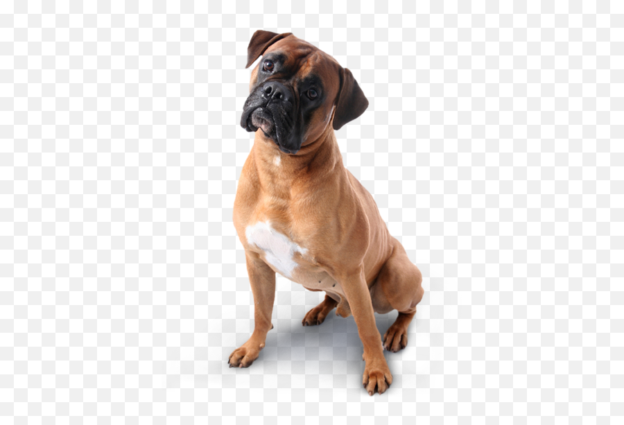 Dogs Icon Web Icons Png - Boxer Dog Transparent Background,Dogs Png