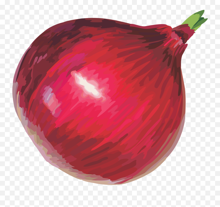 Onion Png Images Free Download - Piyaj Png,Onion Png