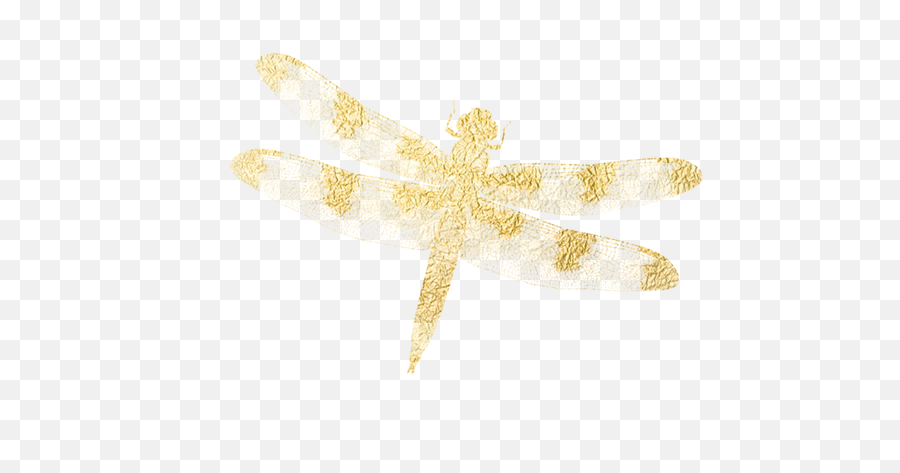Illustrations - Dragonfly Full Size Png Download Seekpng Dragonfly,Dragonfly Png