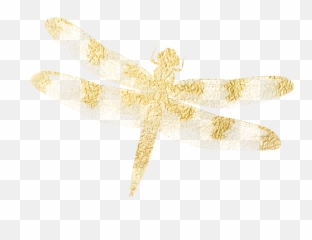 Illustrations - Dragonfly Full Size Png Download Seekpng Dragonfly,Dragonfly Png