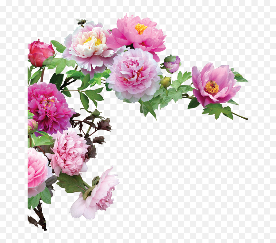 Flower - Flower Png,Flower Png