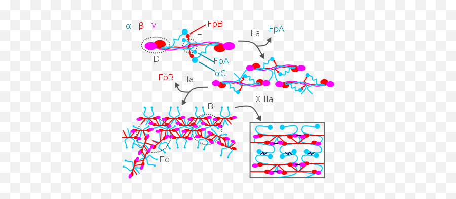 Fibrinogen - Fibrinogen Molecular Structure Png,Blood Cut Png