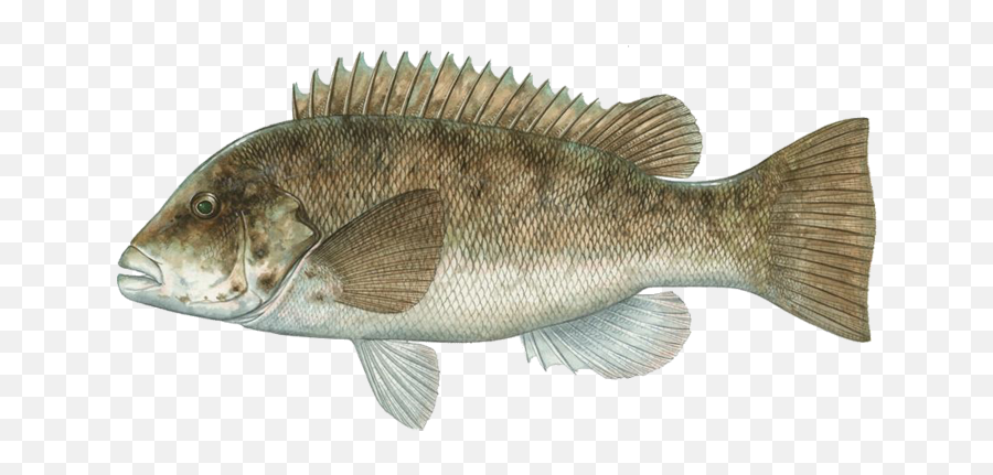Fish Types - Fish Of Massachusetts Png,Bass Fish Png