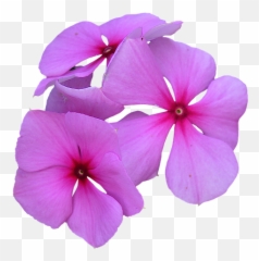 Image Cropped Pink Flowers Petal - Free photo on Pixabay png