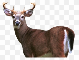 Deer Png Transparent Images 18 - White Tailed