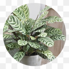 Plants U2014 Planttrekker - Green Bubble Calathea Png,Jungle Plants Png