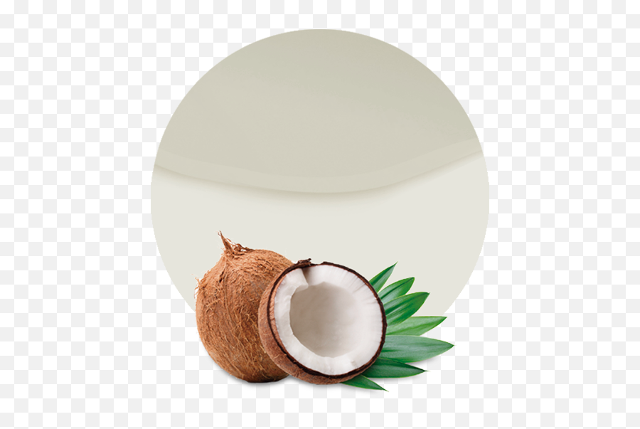 Coconut Milk - Manufacturer And Supplier Lemonconcentrate Free Download Template Powerpoint Coconut Png,Coconuts Png