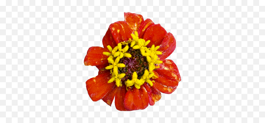 Mexican Food Day Elements - Common Zinnia Png,Mexican Flowers Png