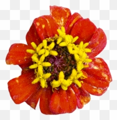 Mexican Food Day Elements - Common Zinnia Png,Mexican Flowers Png
