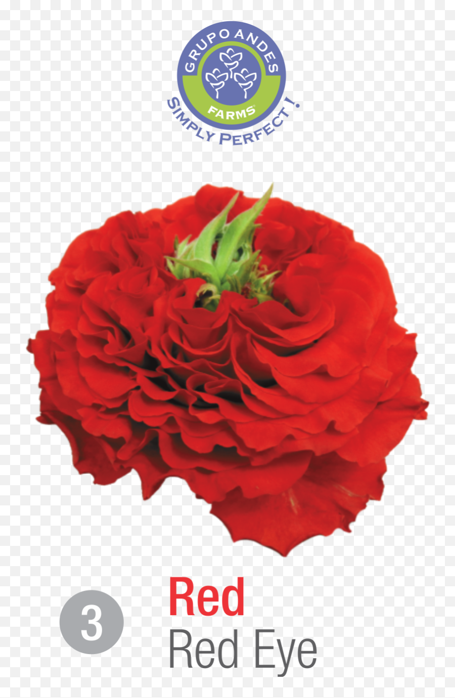 Premium Roses 2018 U2014 Grupo Andes Png Red Eye