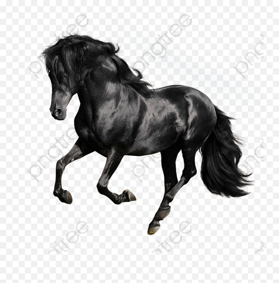 Download Free Png Black Galloping Horses Horse - Black Horse White Background,Horse Png