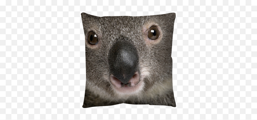 Close - Up Portrait Of Male Koala Bear Throw Pillow U2022 Pixers We Live To Change Koala Close Up Png,Koala Bear Png