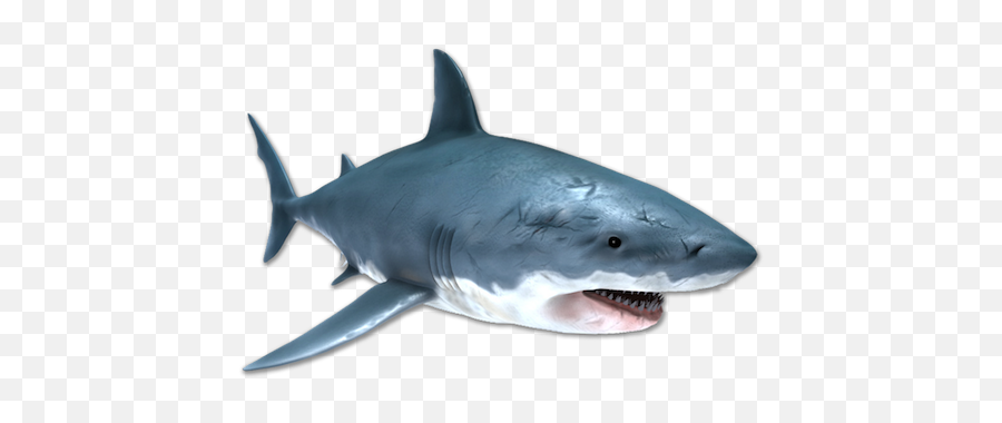 Image Is Not Available - Great White Shark Full Size Png Great White Shark,Great White Shark Png